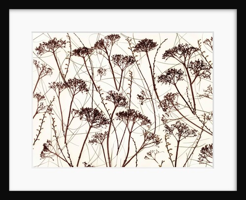 Dried Hydrangea by Assaf Frank